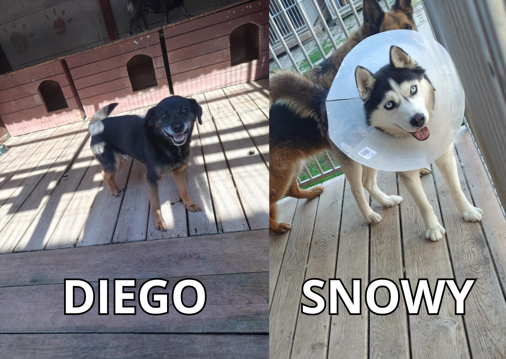 diego i snowy psy do adopcji