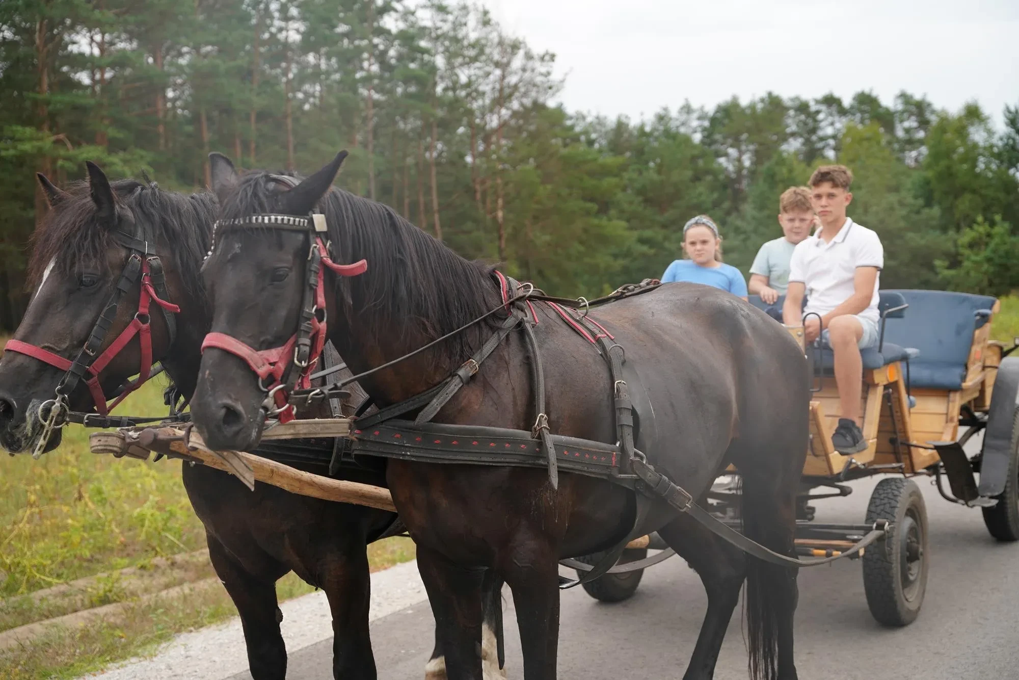 trójka młodych ludzi na bryczce z dwoma czarnymi koniami