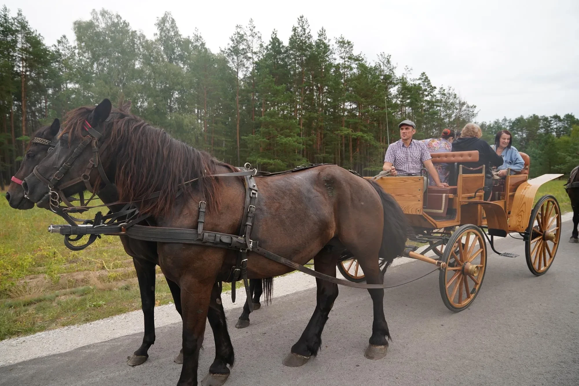 dwa czarne konie przy bryczce