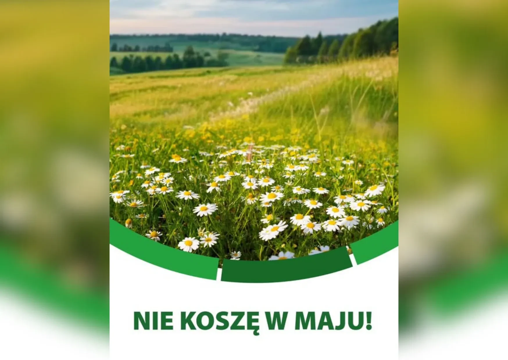 grafika z napisem nie koszę w maju, trawa w tle