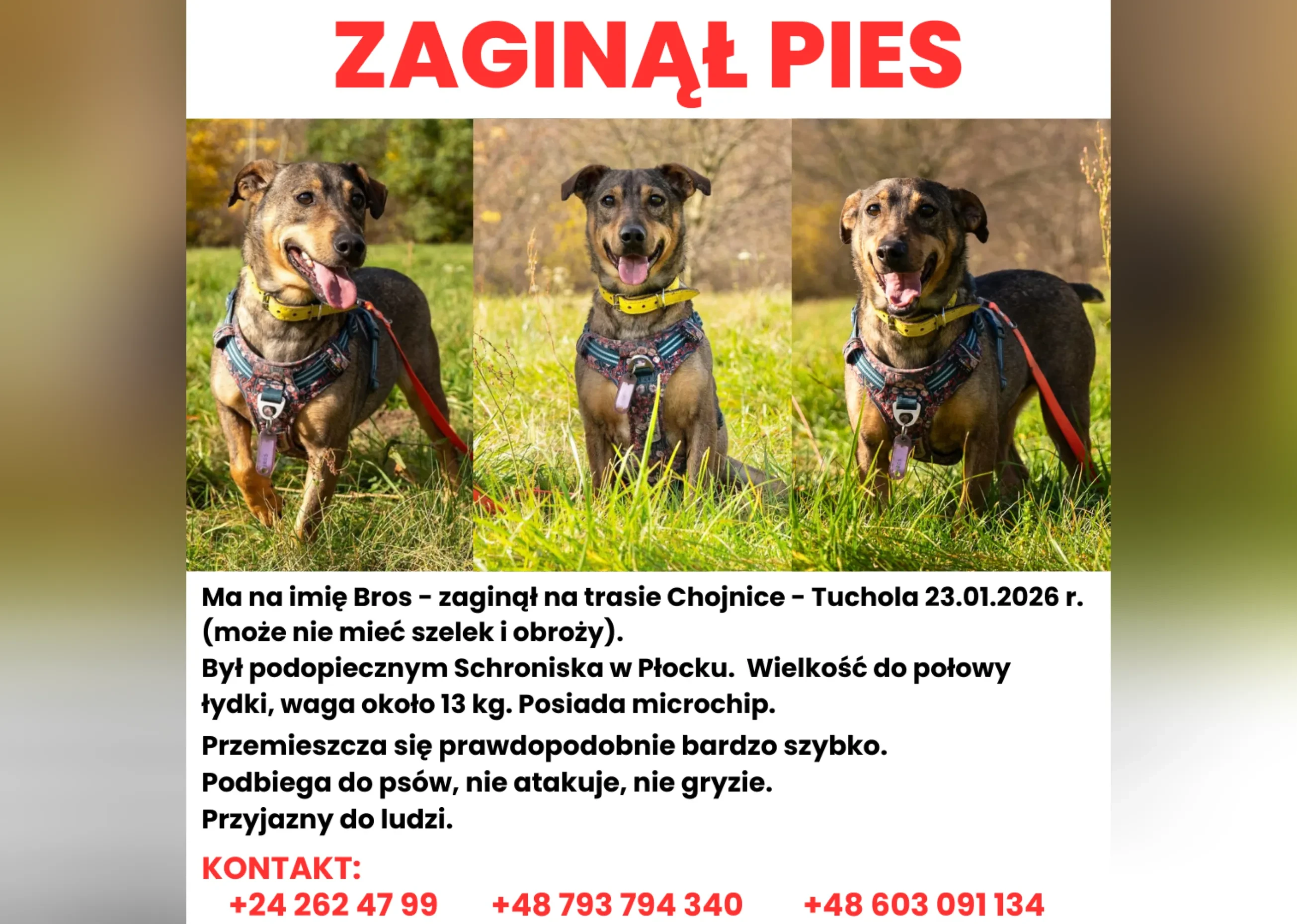 grafika pies 
